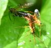 Tenthredopsis nassata